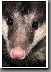 Opossum, Possum, Starr County, TX