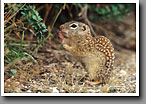 Mexican Ground Squirrel, Starr County, TX