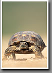 Texas Tortoise, Starr County, TX