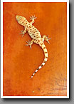 Mediterranean Gecko, Starr County, TX