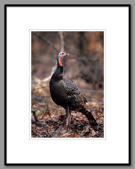 Wild Turkey, Lowndes County, MS