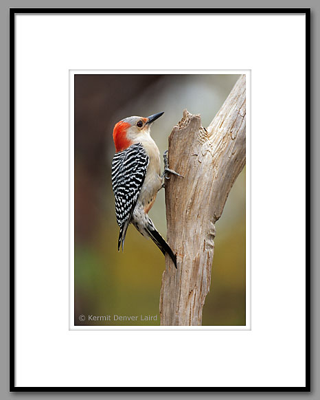 Red-bellied Woodpecker, Oktibbeha County, MS