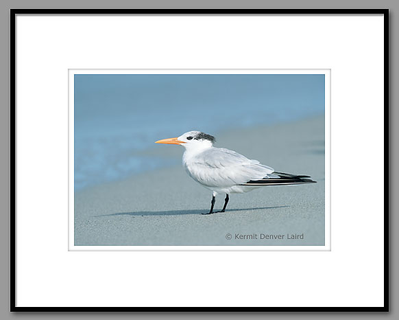 Royal Tern, Captiva Island, FL