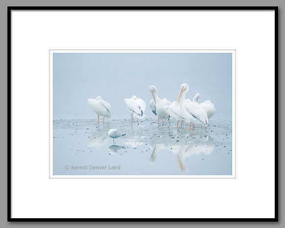 American White Pelican, Ding Darling NWR, Sanibel Island, FL