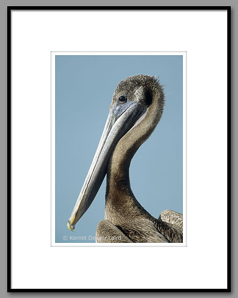 Atlantic Brown Pelican, Captiva Island, FL