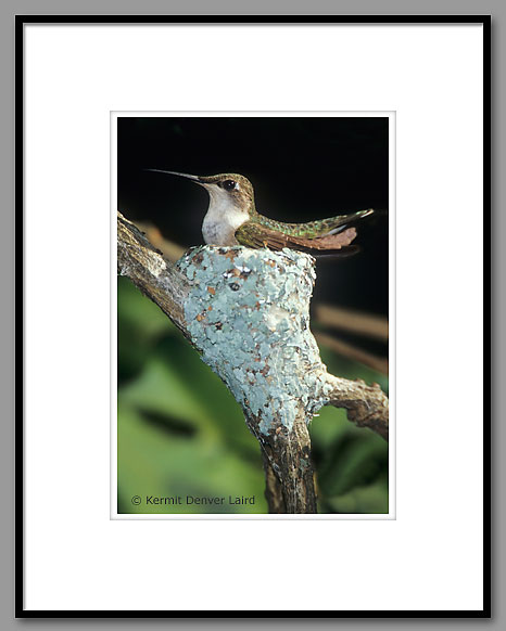 Ruby-throated Hummingbird, Oktibbeha County, MS
