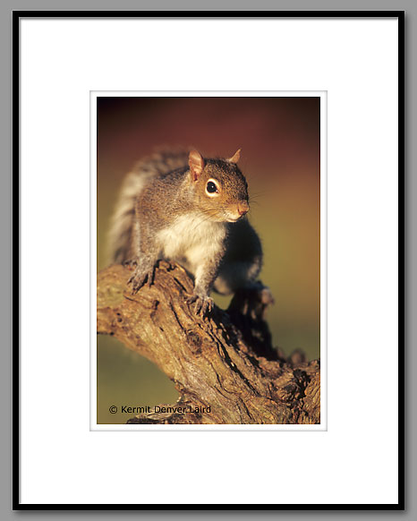 Gray Squirrel, Oktibbeha County, MS