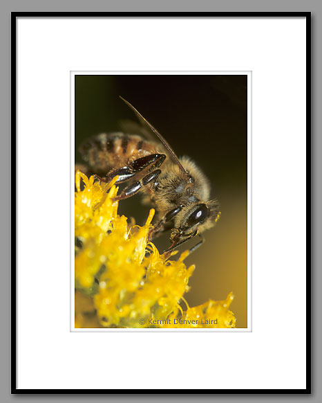 Honey Bee, Oktibbeha County, MS