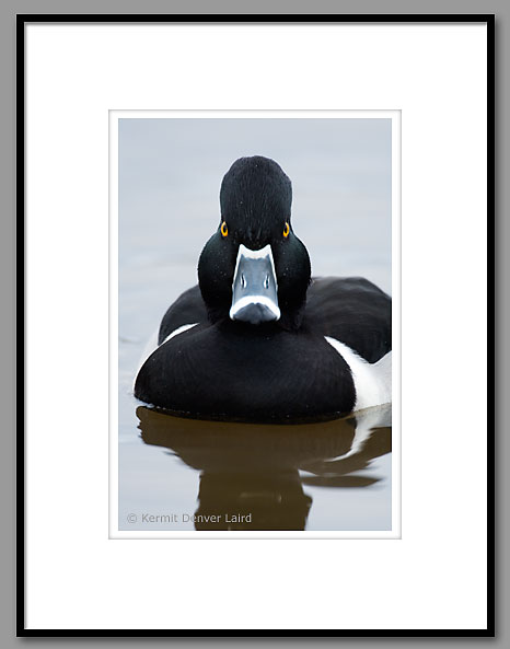 Ring-necked Duck, Oktibbeha County, MS