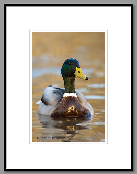 Mallard Duck, Oktibbeha County, MS