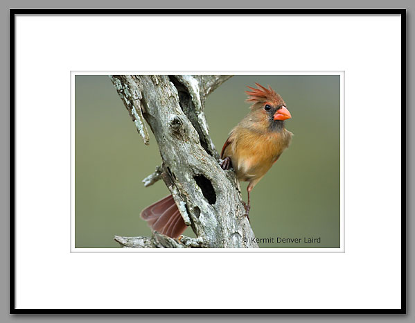 Northern Cardinal, Oktibbeha County, MS