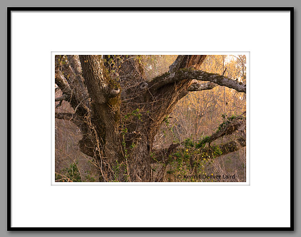 White Oak Tree, Noxubee County, MS