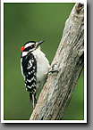 Downy Woodpecker, Oktibbeha County, MS