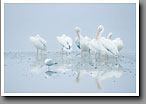 American White Pelican, Ding Darling NWR, Sanibel Island, FL