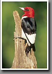 Red-headed Woodpecker, Oktibbeha County, MS