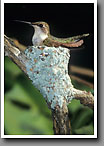 Ruby-throated Hummingbird, Brooding, Oktibbeha County, MS
