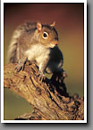 Gray Squirrel, Oktibbeha County, MS