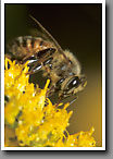 Honey Bee on Goldenrod, Oktibbeha County, MS