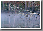 Fallen Tree, Slough, Lowndes County, MS