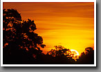 Mixed Pine Oak Forest Sunrise, Oktibbeha County, MS