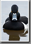Ring-necked Duck, Male, Oktibbeha County, MS