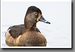 Ring-necked Duck, Female, Oktibbeha County, MS