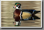 Wood Duck, Male, Oktibbeha County, MS