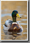 Mallard Duck, Drake, Oktibbeha County, MS