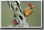 Northern Cardinal, Female, Oktibbeha County, MS