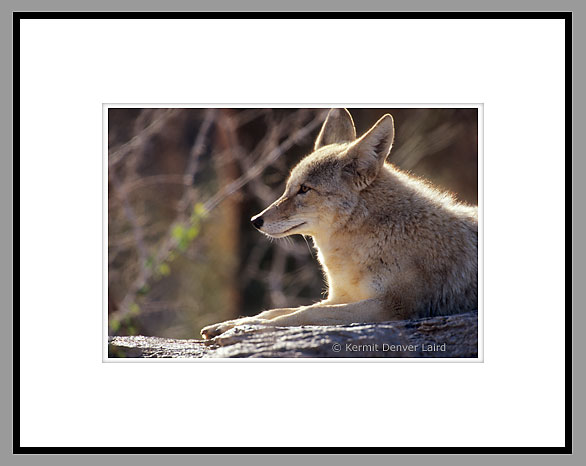 Coyote, Arizona-Sonora Desert Museum, AZ