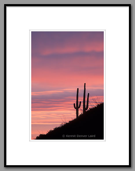 Saguaro Cactus, Tucson Mountains, AZ