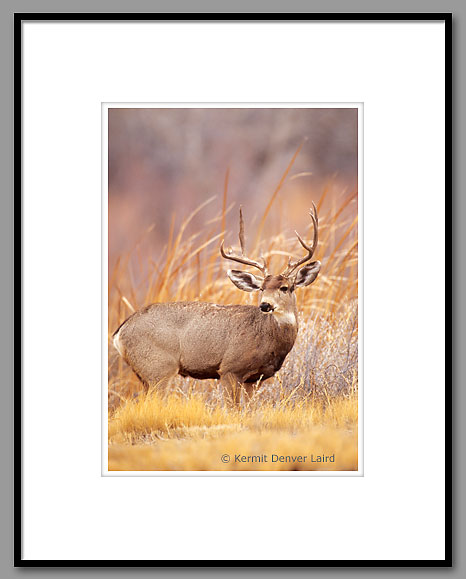 Mule Deer, Bosque del Apache NWR, NM