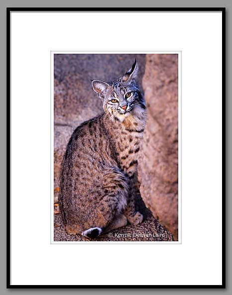 Bobcat, Arizona-Sonora Desert Museum, AZ