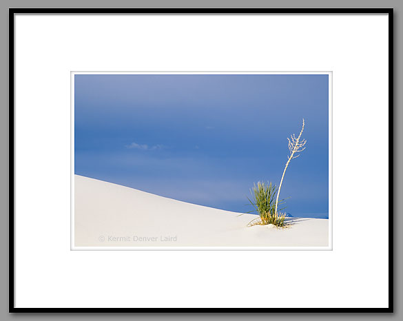 Dunescape, Soaptree Yucca, White Sands, NM