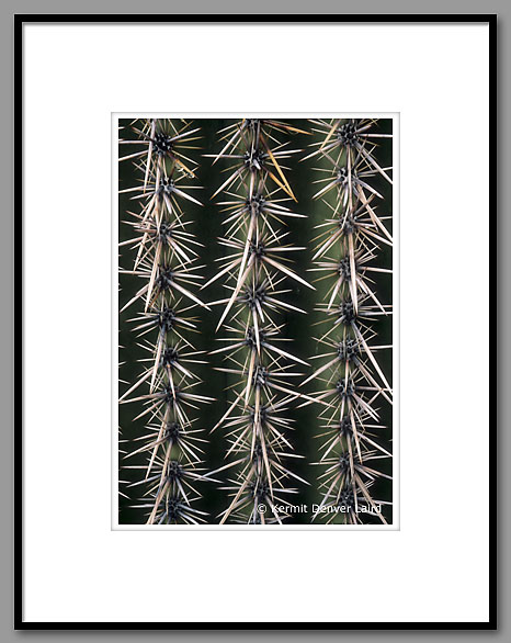 Saguaro Cactus, Saguaro NP, AZ