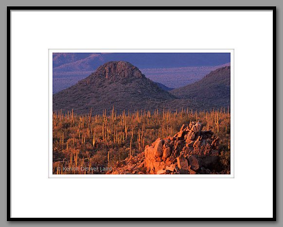 Sonoran Desert, Saguaro NP, AZ
