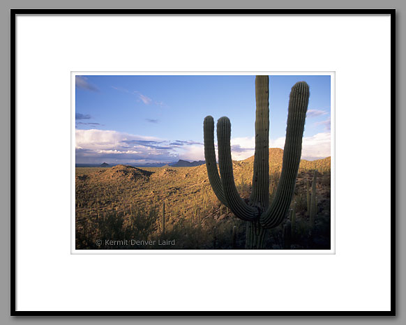 Sonoran Desert, Saguaro NP, AZ