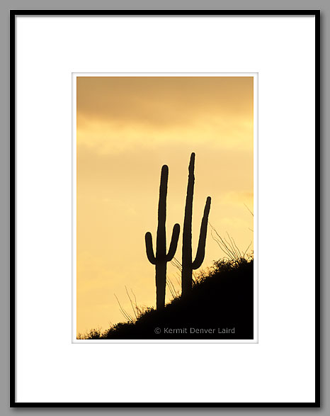 Saguaro Cactus, Tucson Mountains, AZ