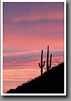 Saguaro Cactus Silhouette, Tucson Mountains, AZ