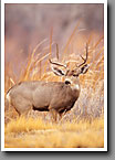 Mule Deer, Buck, Bosque del Apache NWR, NM