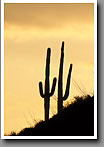 Saguaro Cactus Silhouette, Tucson Mountains, AZ