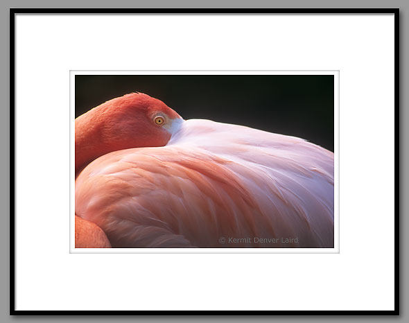 Chilean Flamingo, Jackson Zoological Park, MS