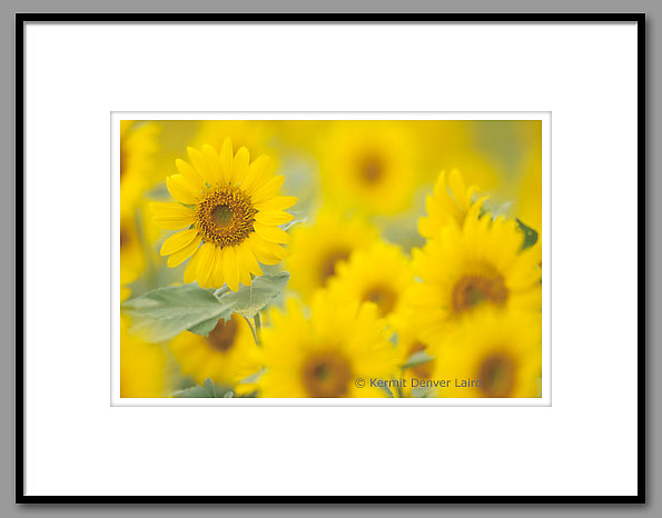 Sunflowers, Noxubee NWR, MS