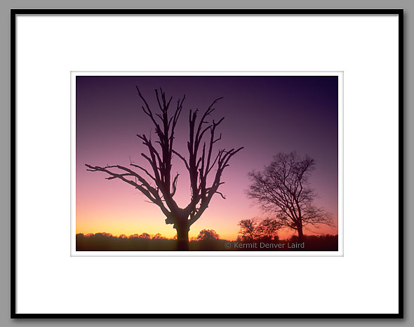 Oak Tree Silhouette, Oktibbeha County, MS