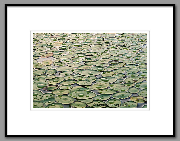 Lily Pads & Raindrops, Noxubee NWR, MS