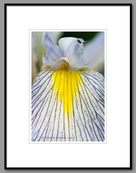 Wild Iris, Wildflower, Noxubee NWR, MS