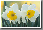 Daffodils, Oktibbeha County, MS