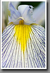 Wild Iris, Wildflower, Noxubee NWR, MS